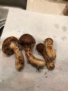 ����4�ܤ�