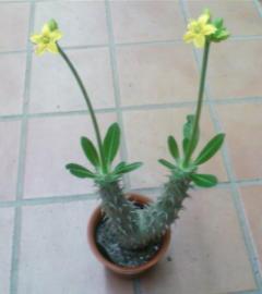 ����ȥ�Ѥ�