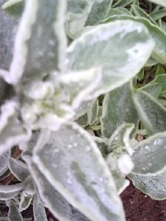 ���ä����