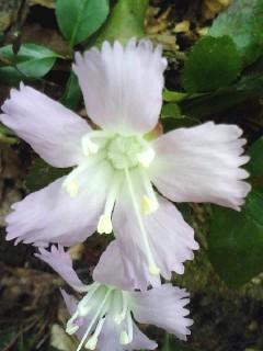 ���ڲ»Ρֲ�²�פ��