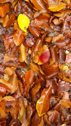 ��ëĹ�ȡ����̡פ��