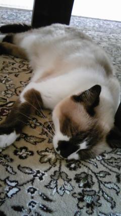 ��¿����ֽ�˼ƨ�����ǭ�ޥǥ�פ��