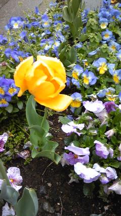 �ǲ�֥��㥤����ġפ���Ҿ�ν����(���ꥶ�٥����ƥ��顼)���Ϥ�����Ƹ(�������ॹ���ǥ�����)�β��á�