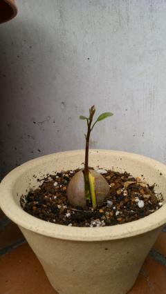 ���ܥ��ɢ�