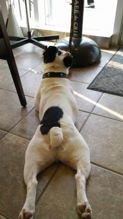 ���ӥ���(*��-`)