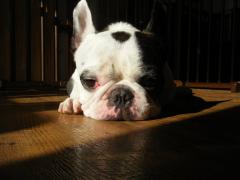 ���褦�ʤ顢���