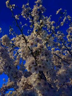 �֥롼���