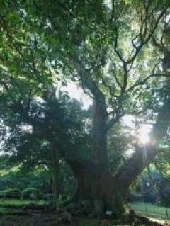 �����Τ�