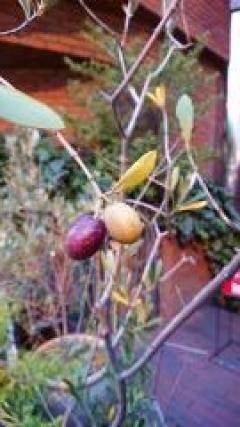 ���פ��֤�Ǥ�(^-^)����