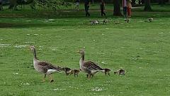 ����ե��ߥ꡼