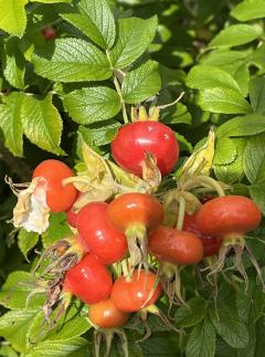 �������ҥå�