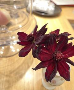 ���祳�졼�ȥ����⥹