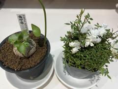 ���λҤ�����Ϣ��Ƶ���ޤ���(^^)