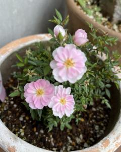 �ߥ��鯡����θ�