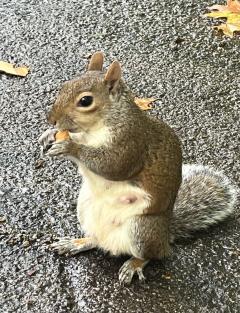 ���꡼��ѡ����ˤ�