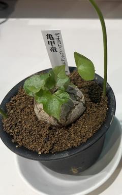 ¿������